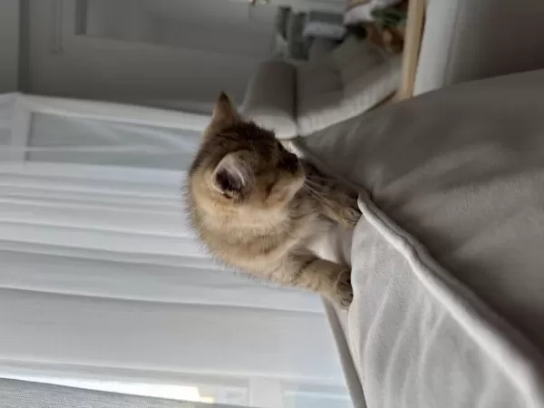 3 Aylık Dişi British Shorthair
