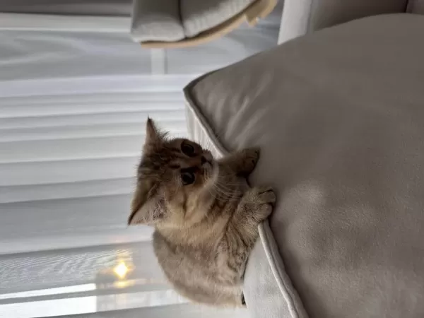 3 Aylık Dişi British Shorthair