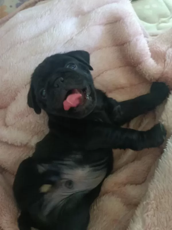 Pink Taşıyıcı Sss Kalite Dişi Erkek Mevcut Pug