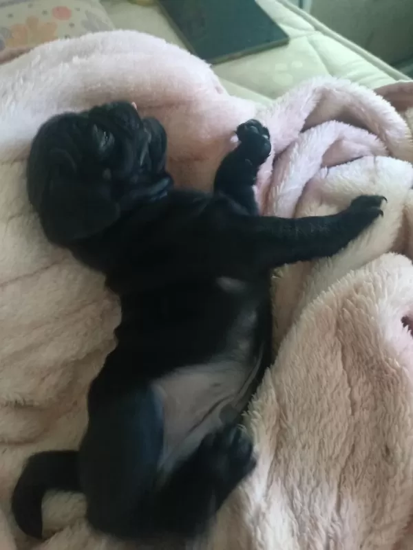 Pink Taşıyıcı Sss Kalite Dişi Erkek Mevcut Pug