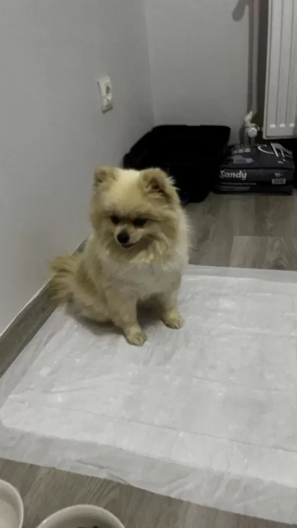 2.5 Yaşında Pomeranian Boo Surat Prenses