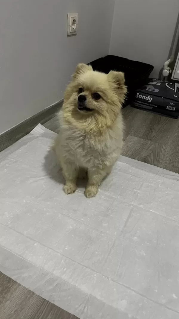 2.5 Yaşında Pomeranian Boo Surat Prenses