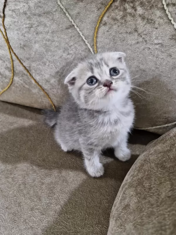 Scottish Fold Yavrumuz Yeni Yuvasına Gitmeye Hazır