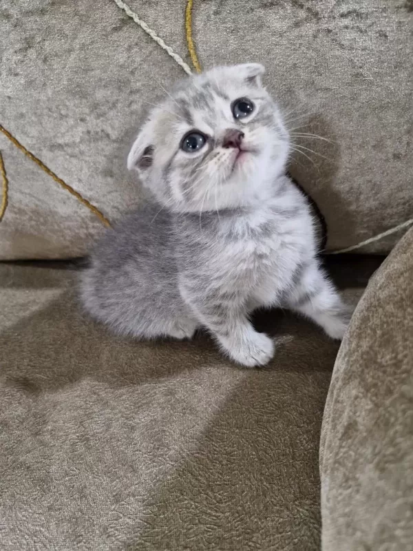Scottish Fold Yavrumuz Yeni Yuvasına Gitmeye Hazır
