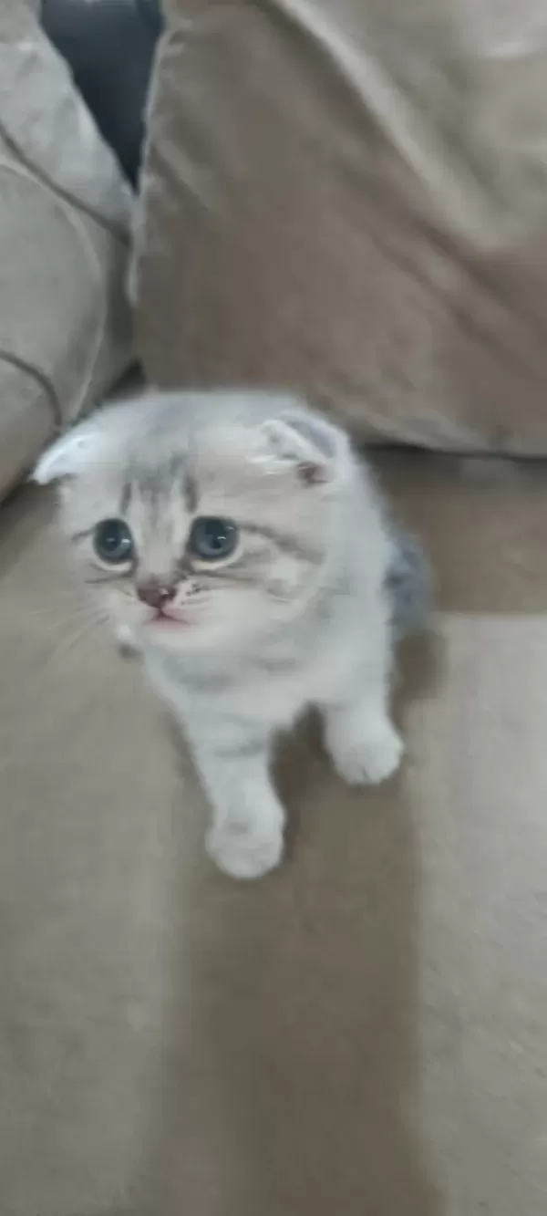 Scottish Fold Yavrumuz Yeni Yuvasına Gitmeye Hazır