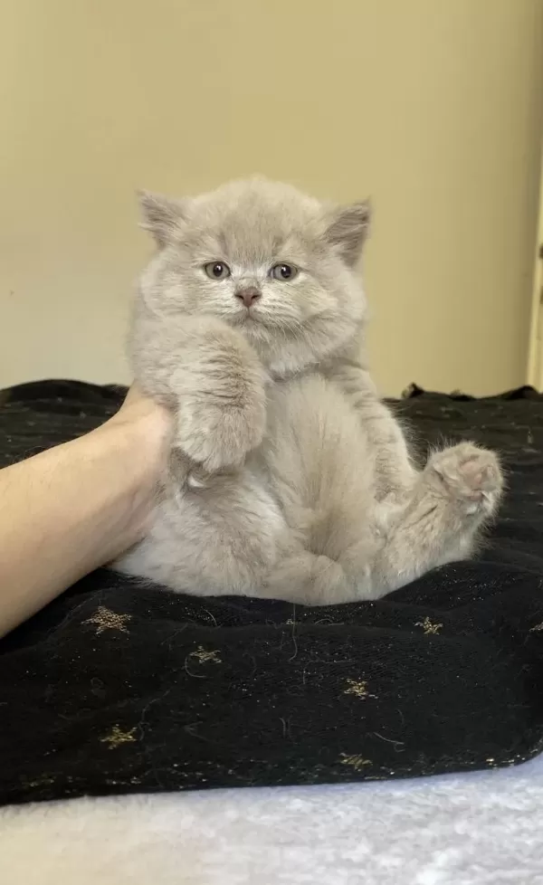 Safkan British Longhair Lilac Solid Son Kızımız