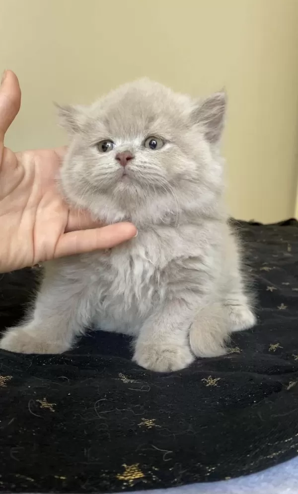 Safkan British Longhair Lilac Solid Son Kızımız