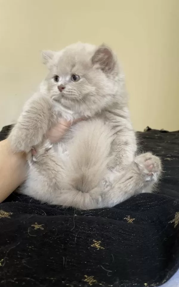 Safkan British Longhair Lilac Solid Son Kızımız
