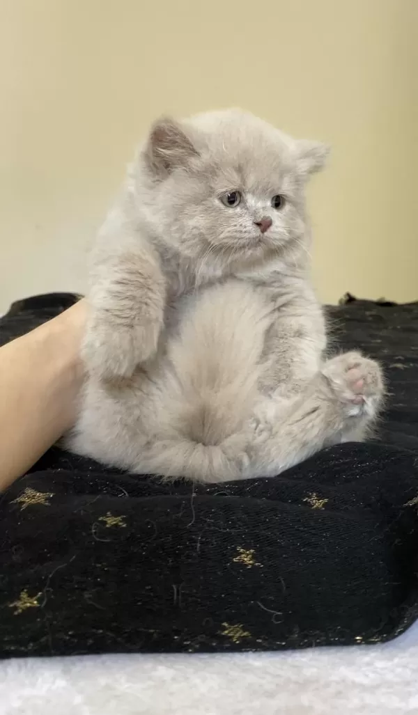 Safkan British Longhair Lilac Solid Son Kızımız