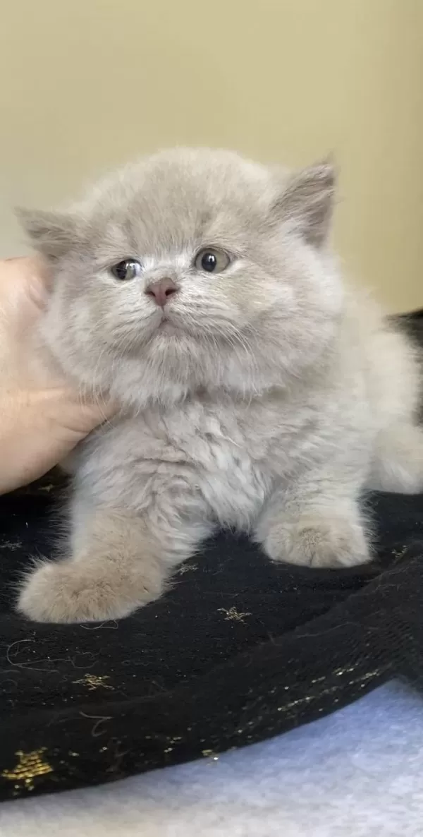 Safkan British Longhair Lilac Solid Son Kızımız