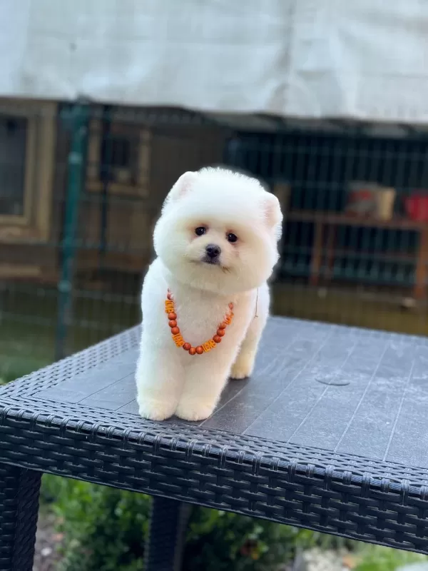 Pamuk Şekeri Pomeranian Boo