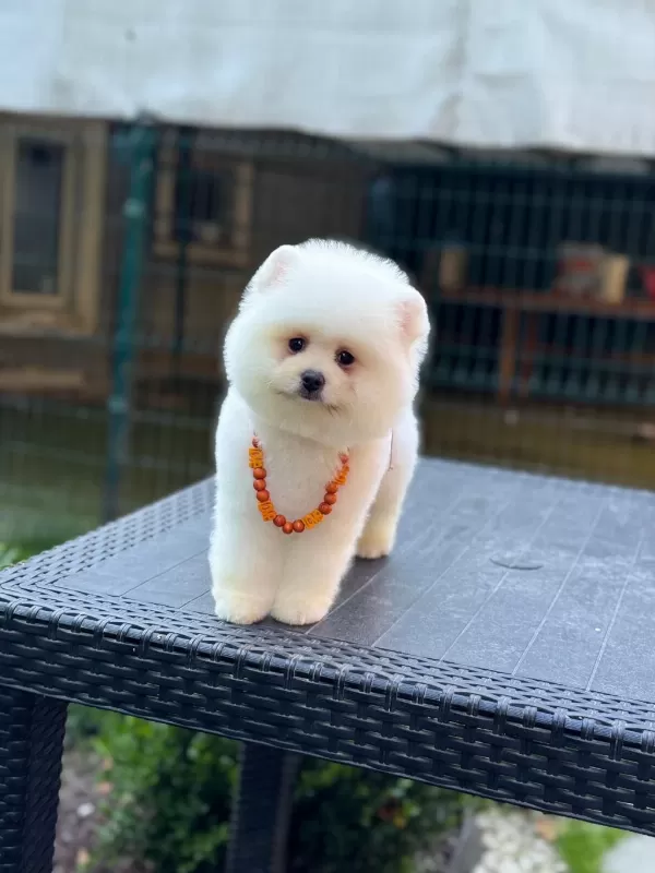 Pamuk Şekeri Pomeranian Boo