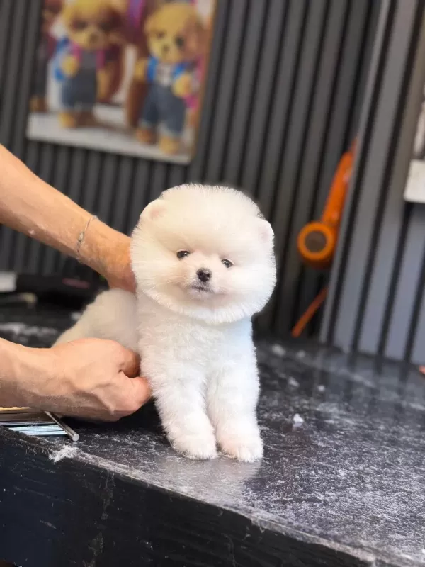 Pamuk Şekeri Pomeranian Boo
