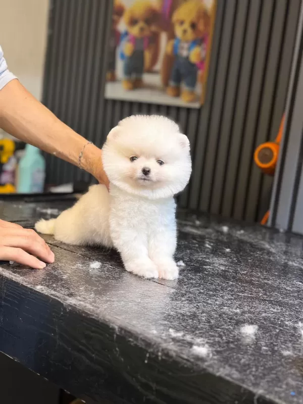 Pamuk Şekeri Pomeranian Boo