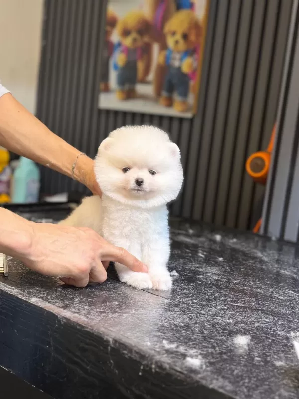 Pamuk Şekeri Pomeranian Boo