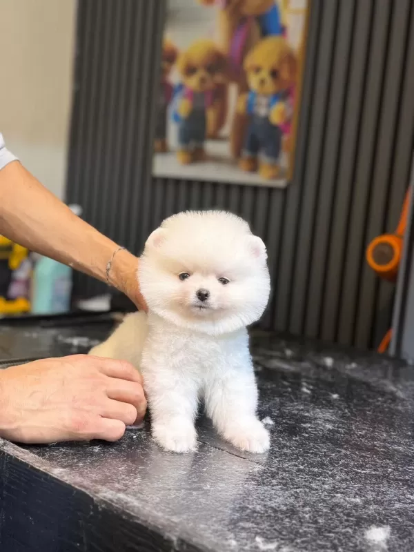 Pamuk Şekeri Pomeranian Boo