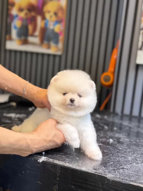 Pamuk Şekeri Pomeranian Boo