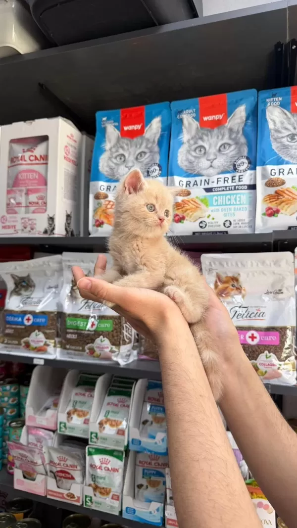 Erkek Kaliteli Bebek Kedimiz
