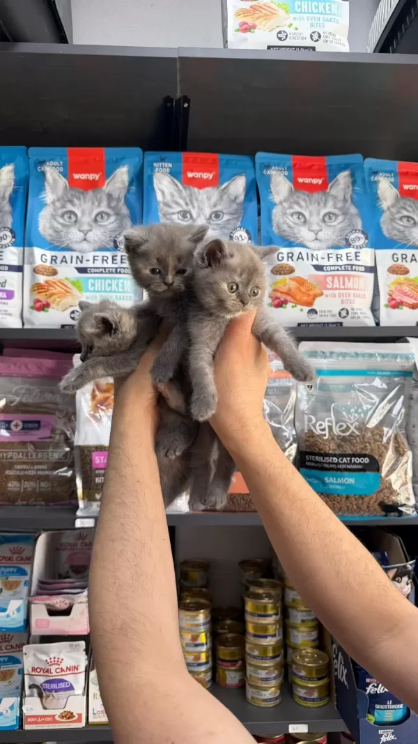 Tatlı Dişi British Shorthair Bebekler