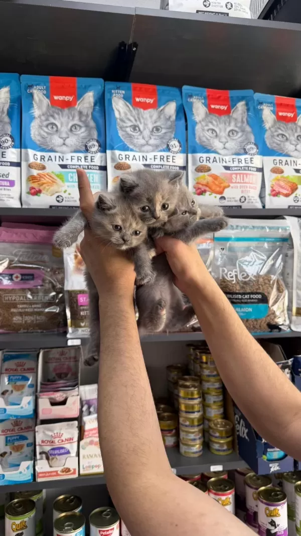 Tatlı Dişi British Shorthair Bebekler
