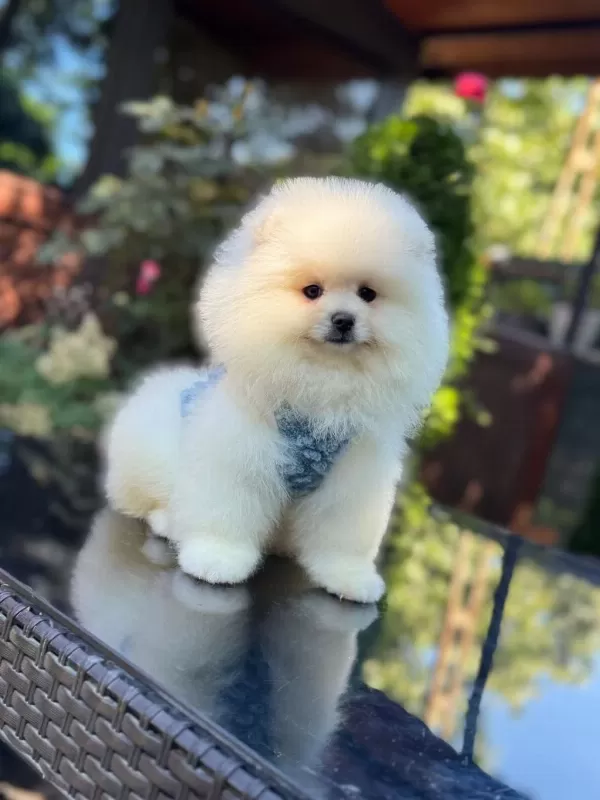 Ayıcık Surat Pomeranian