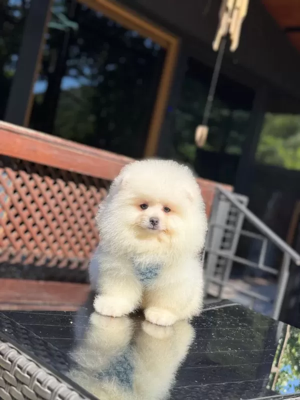 Ayıcık Surat Pomeranian