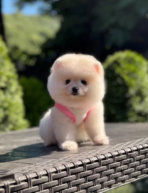 Üst Kalite Pomeranian Boo