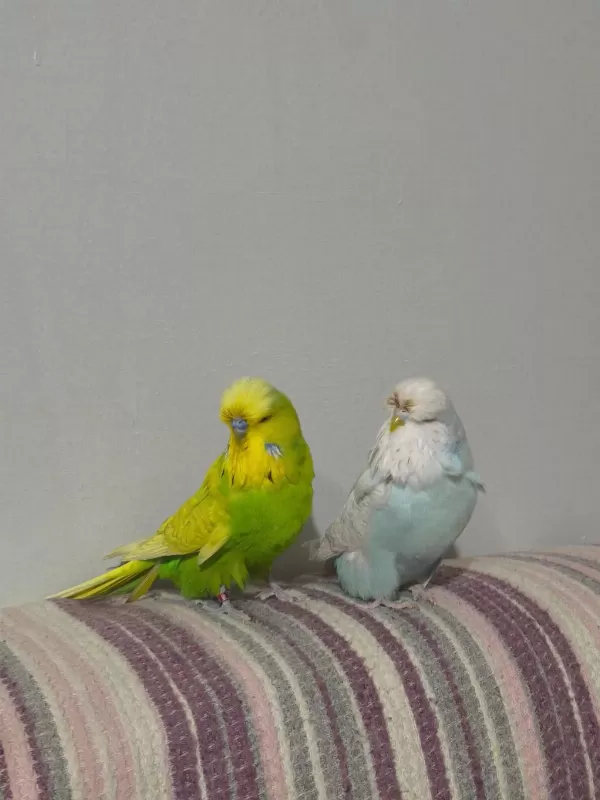 Hobiyi Bırakıyorum Üst Vasıf Show Jumbo Takım Kuşlarım