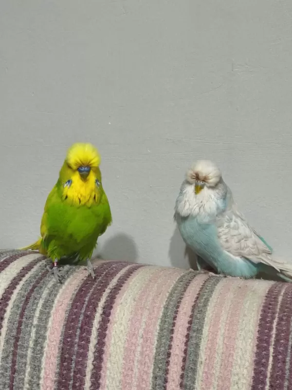 Hobiyi Bırakıyorum Üst Vasıf Show Jumbo Takım Kuşlarım