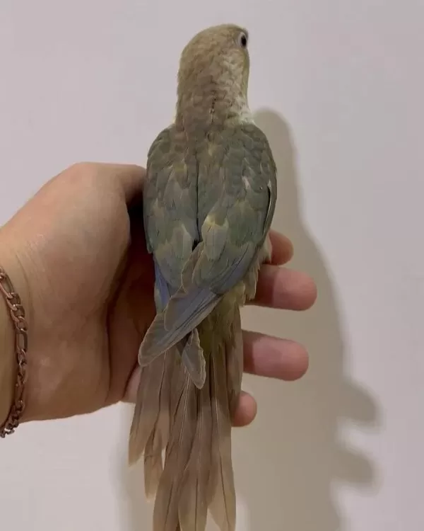 Konur Gökkuşaği El Besleme Eğitimli Yavrularimiz