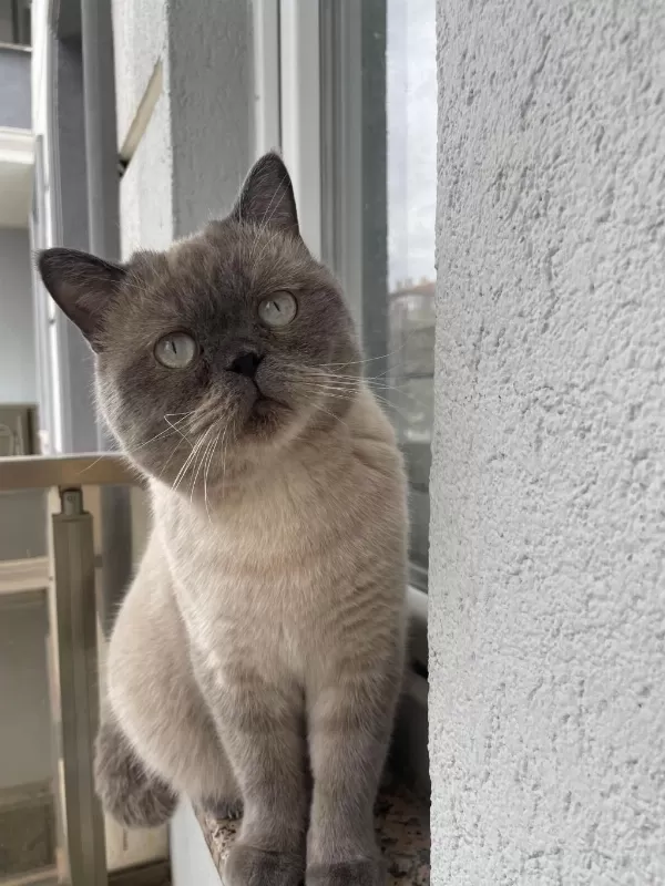 Acil Ücretsiz Sahiplendirilecek British Shorthair Kedisi