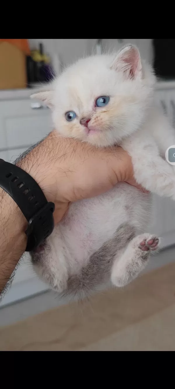 British Shorthair Kedisi