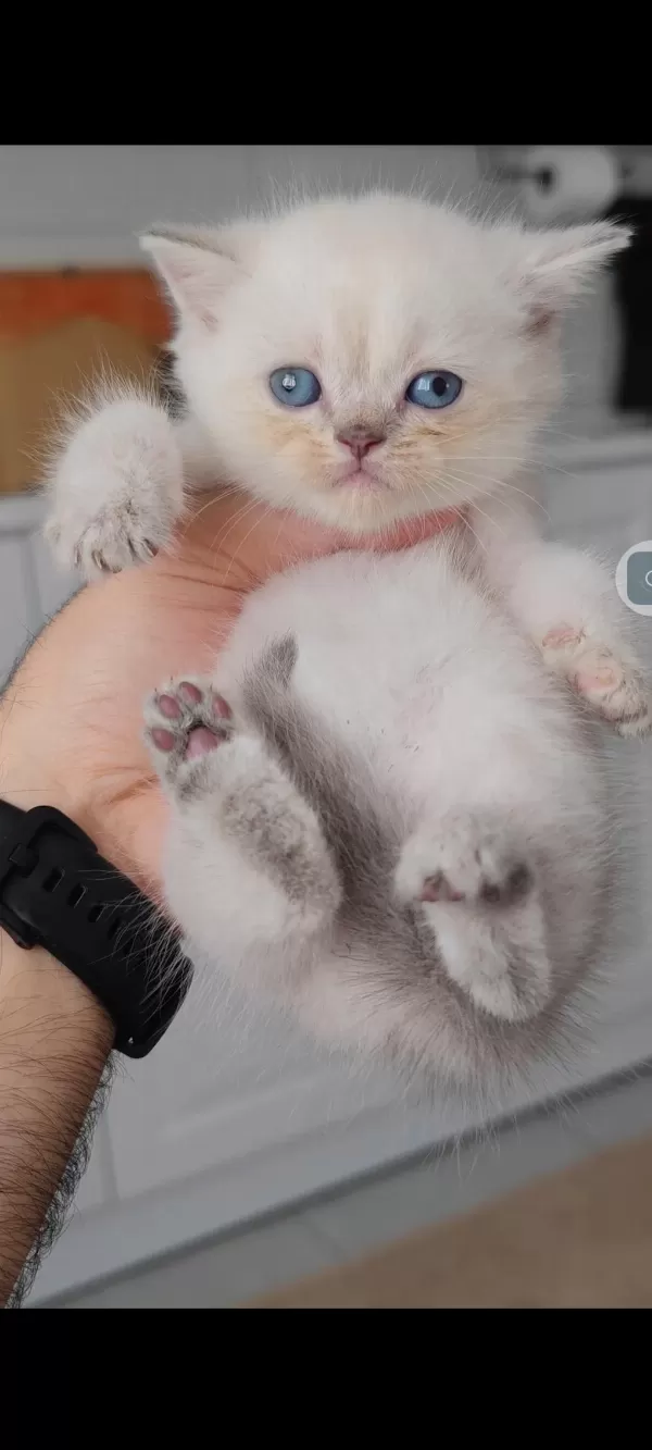 British Shorthair Kedisi