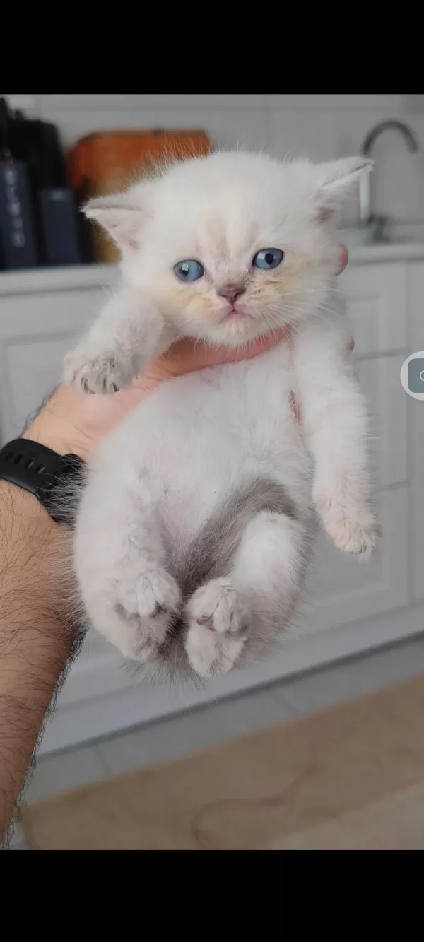 British Shorthair Kedisi
