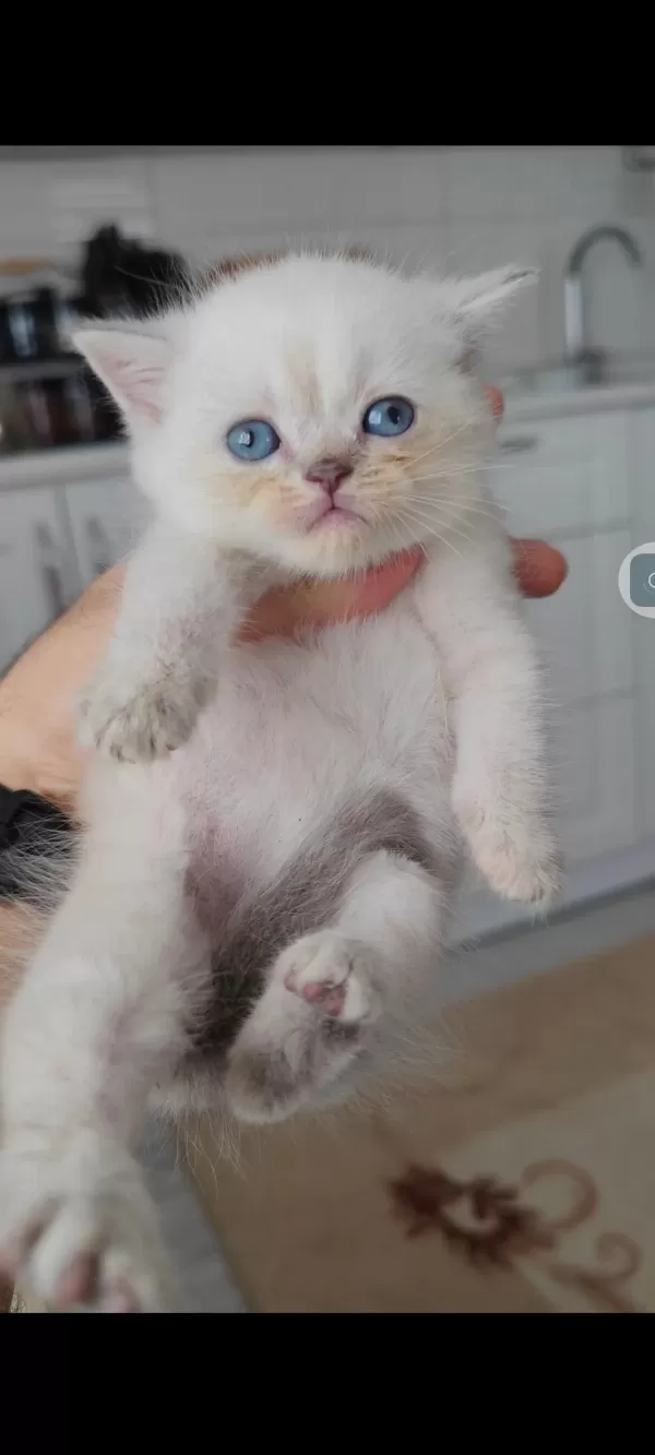 British Shorthair Kedisi
