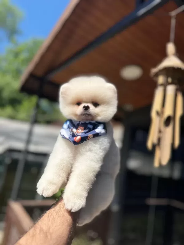 A Kalite Pomeranian Boo