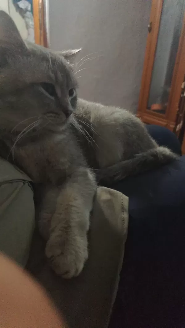 Harika Karışım İrk Kedimiz