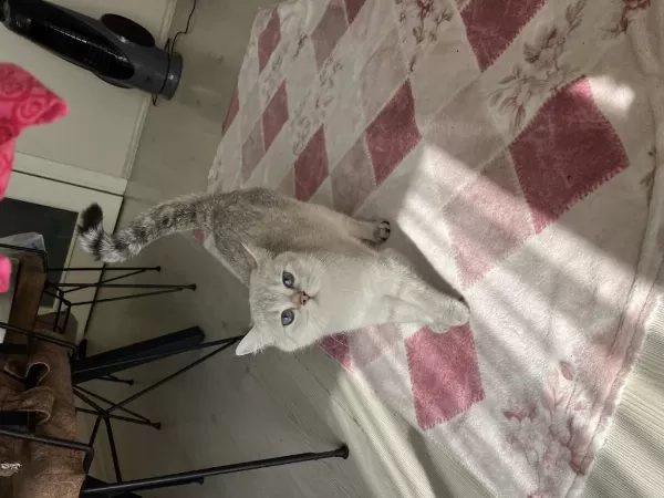 Kedimiz Heraya Sıcak Bir Yuva Arıyorum