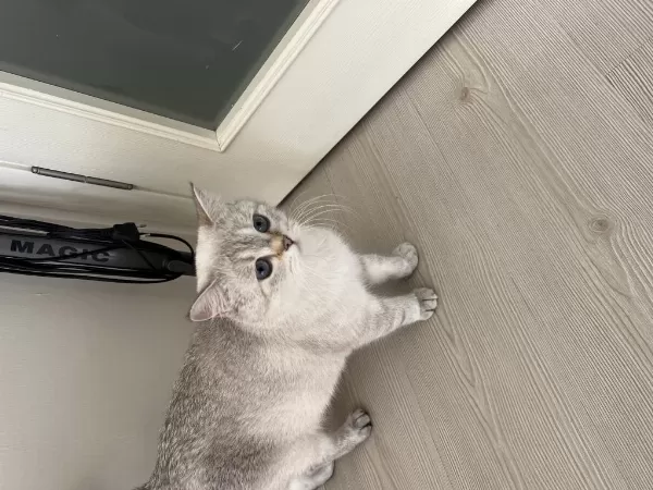 Kedimiz Heraya Sıcak Bir Yuva Arıyorum