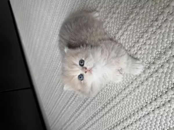 British Longhair Ny Erkek Yavru