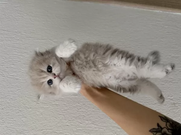 British Longhair Ny Erkek Yavru