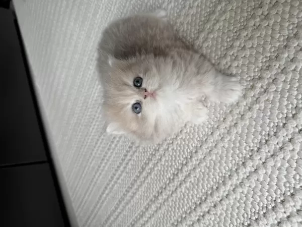 British Longhair Ny Erkek Yavru