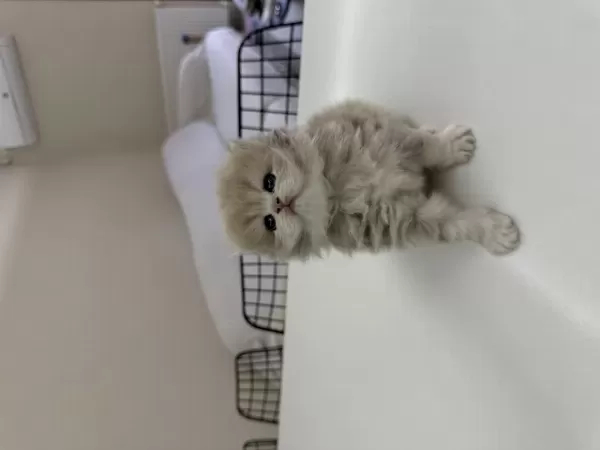 British Longhair Ny Erkek Yavru