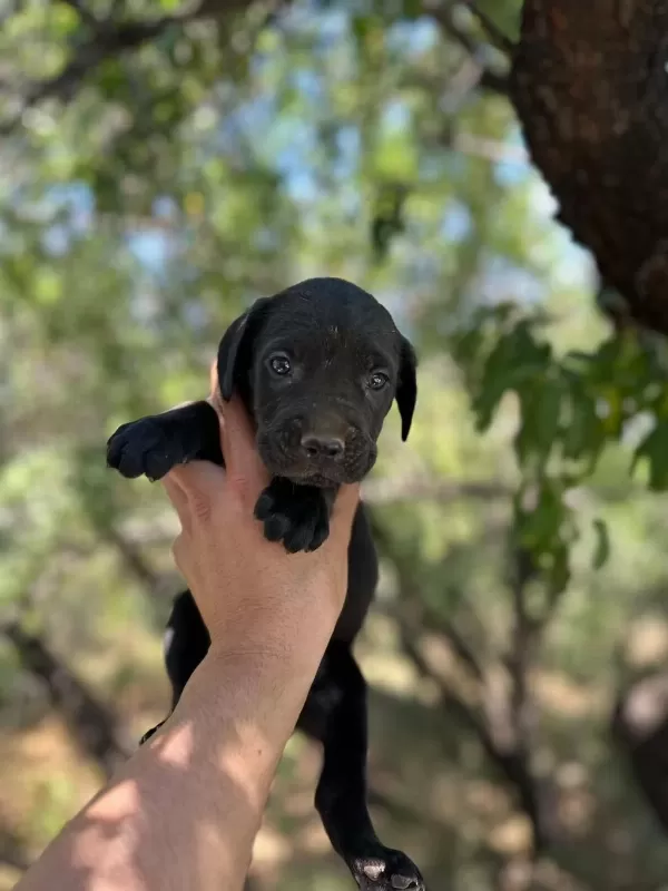 Güçlü Ve Dünyalar Güzeli Cane Corso Yavrular