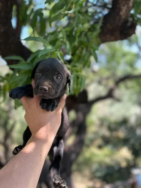 Güçlü Ve Dünyalar Güzeli Cane Corso Yavrular
