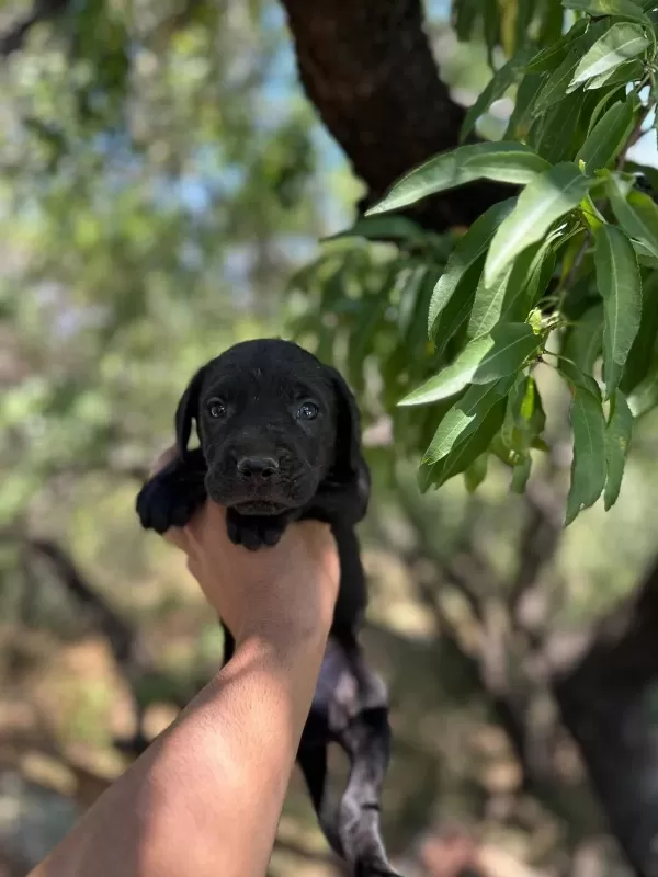 Güçlü Ve Dünyalar Güzeli Cane Corso Yavrular