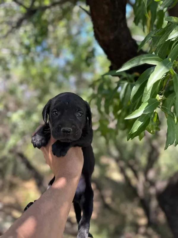 Güçlü Ve Dünyalar Güzeli Cane Corso Yavrular