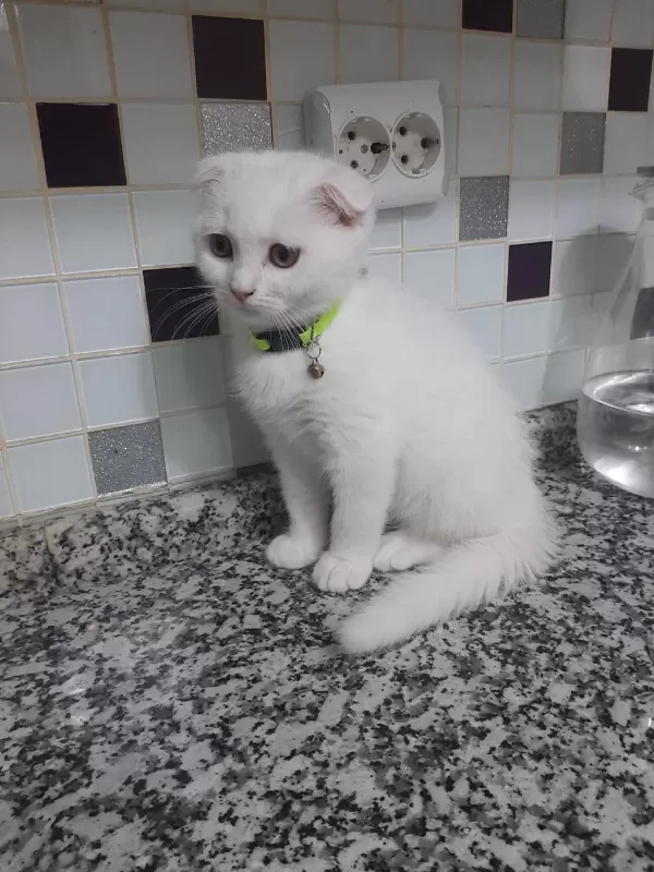 3 Aylık Erkek Sahiplendirilecek Scottish Fold