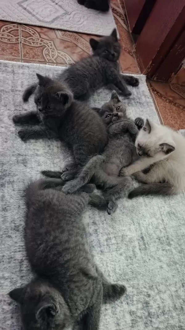 Sahiplendirilmeye Hazır Yavru Kedilerimiz
