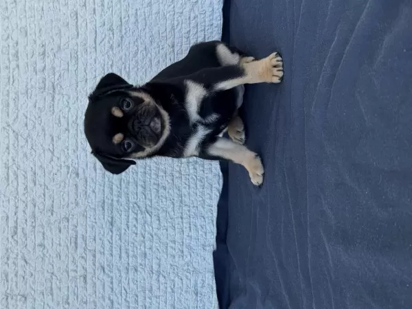 Harika Black Tan Pug Mops